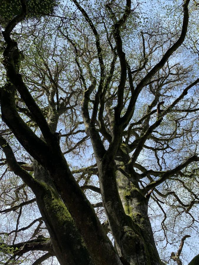 Gite " Oree Des Bois" Vertolaye エクステリア 写真