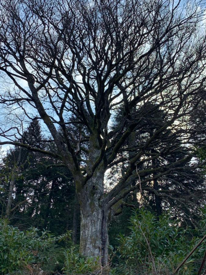 Gite " Oree Des Bois" Vertolaye エクステリア 写真