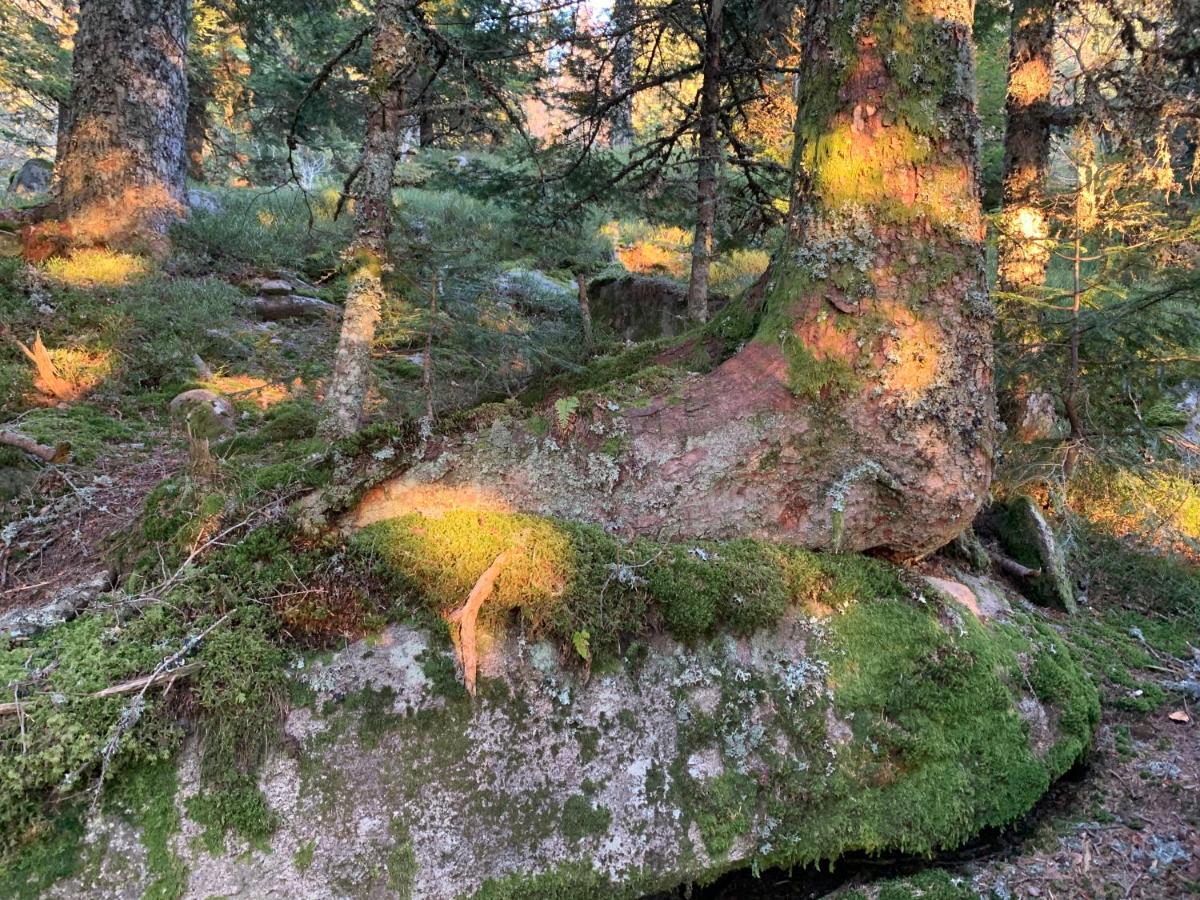 Gite " Oree Des Bois" Vertolaye エクステリア 写真