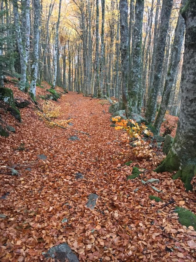 Gite " Oree Des Bois" Vertolaye エクステリア 写真