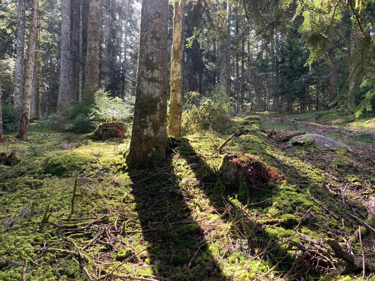 Gite " Oree Des Bois" Vertolaye エクステリア 写真