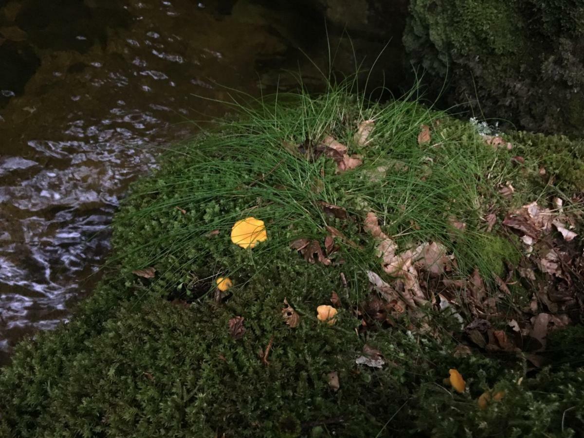 Gite " Oree Des Bois" Vertolaye エクステリア 写真